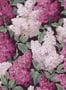 4070_1_cole-and-son_lilac-grandiflora_115-15045-31740