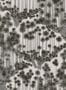 14918_01_Cole_and_Son_Japanese_Woods_126_6018-139094