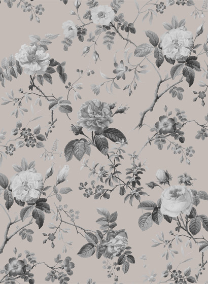 Wandbild Thorn Rose - Early Rise