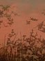 9977_3_Eijffinger_Cranes_at_Dawn_333472-116110