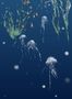 4471_2_edmond-petit_meduses-droit_marine_rm111-03-53794
