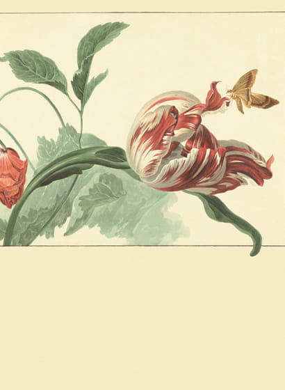 Wandbild Tulip and Poppy - 358118