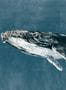 8508_2_Coordonne_Wandbild_Humpback_Whale_9500101-70125